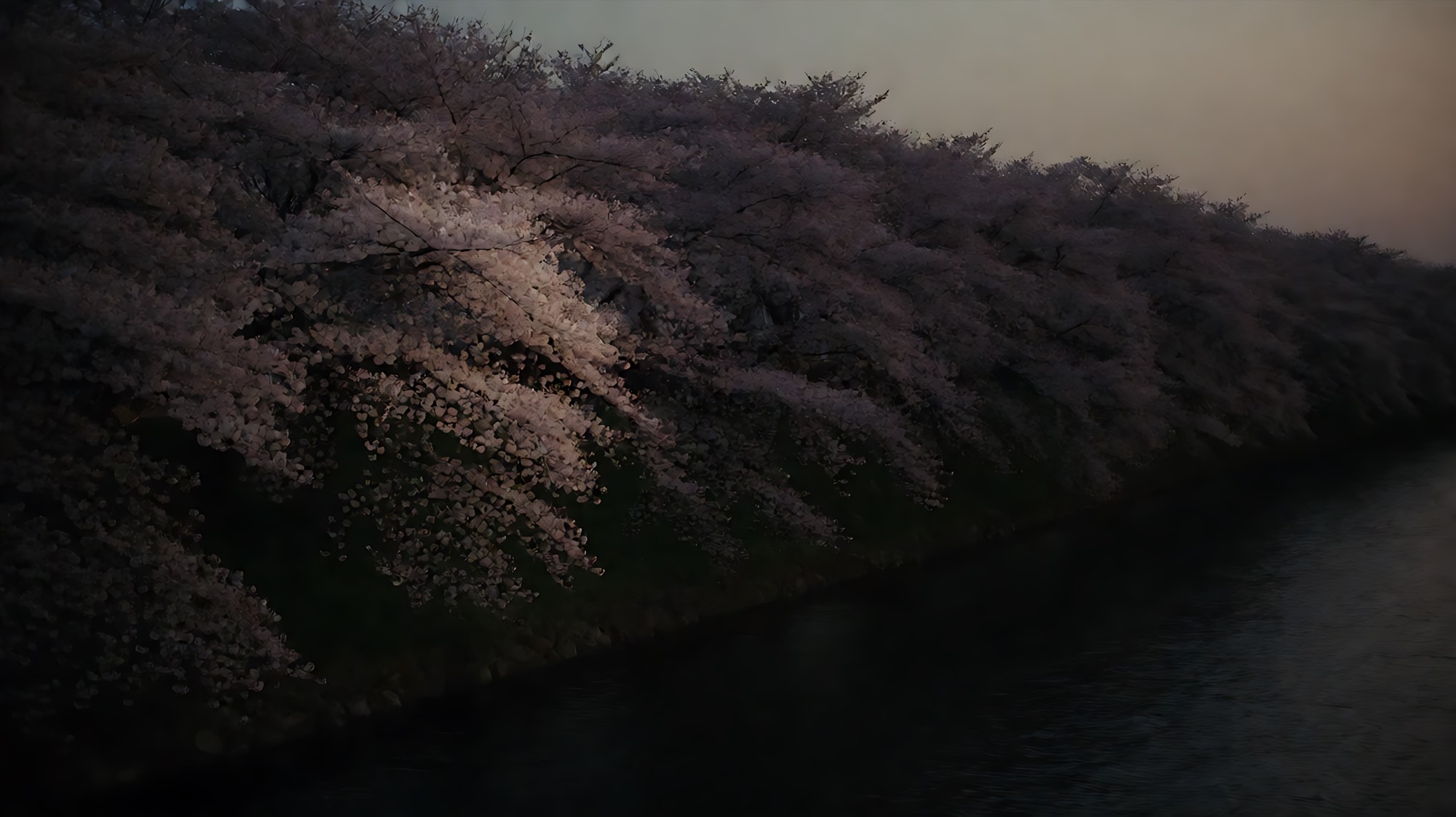 黄昏时分沿河岸延伸的一长排樱花树，水面安静，画面大部分沉在暗处