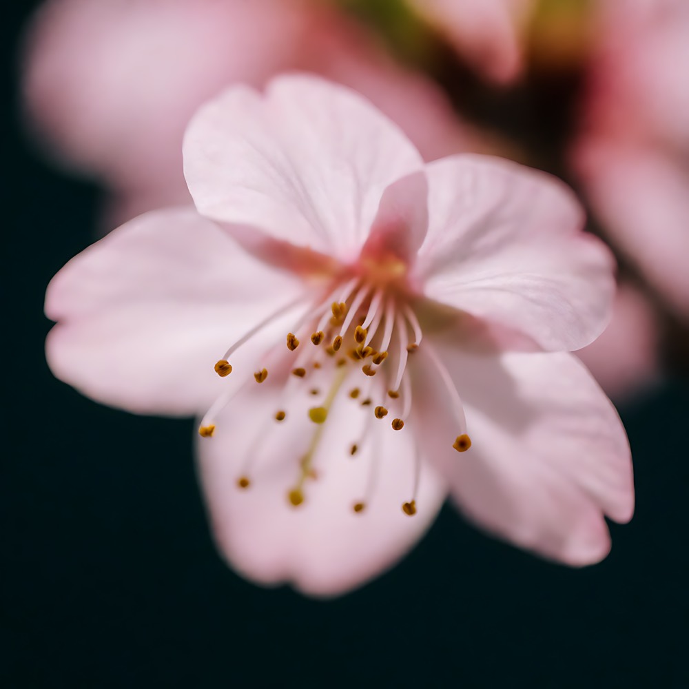 单朵樱花的微距特写，只有花蕊清晰，其余化为粉色虚化